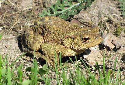 Skärmavbild 2011-05-14 kl. 22.13.57.jpg Skärmavbild 2011-05-14 kl. 22.13.57.jpg