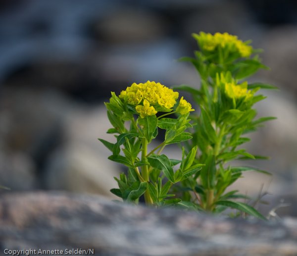 20110521.253.jpg 20110521.253.jpg