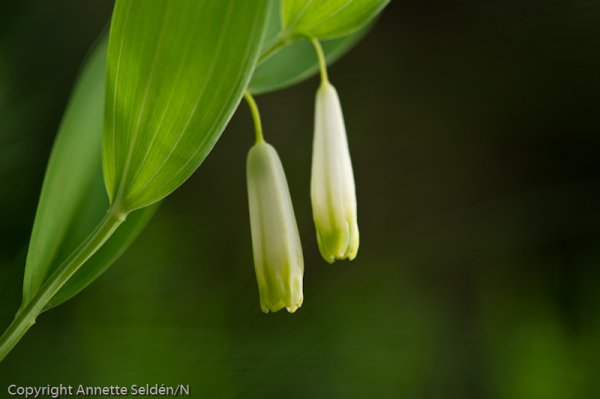 20110521.186.jpg 20110521.186.jpg