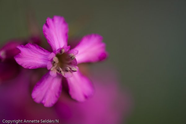 20110521.188.jpg 20110521.188.jpg