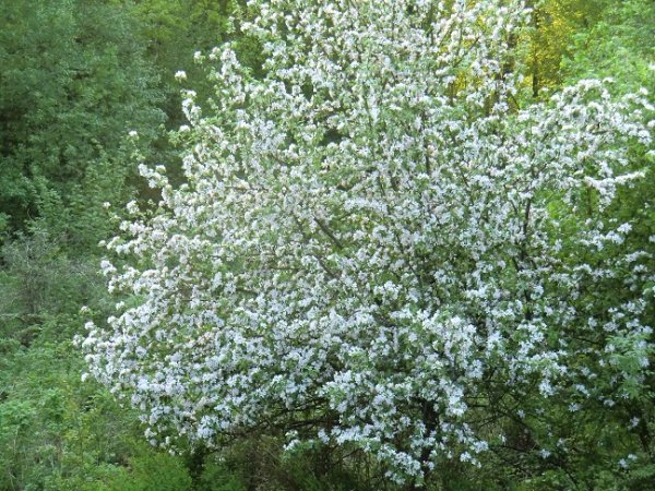 NIsses födelsedag 22 maj 2011 109.JPG