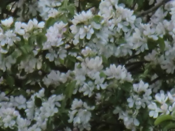 NIsses födelsedag 22 maj 2011 110.JPG