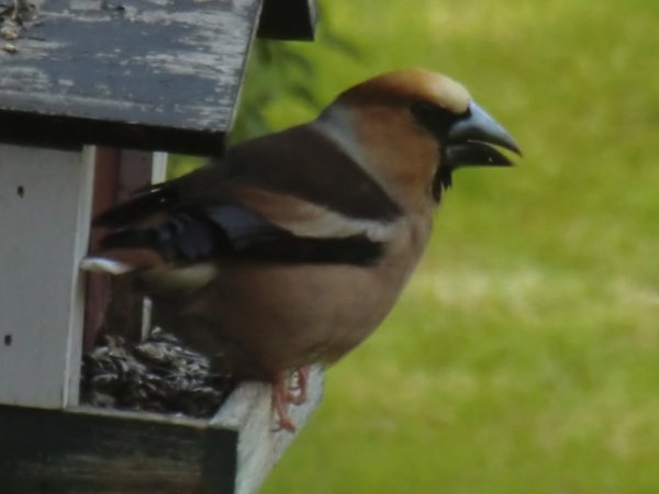 NIsses födelsedag 22 maj 2011 108.JPG