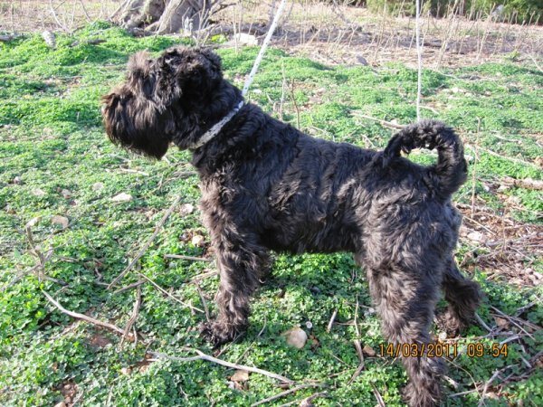 Saltängen Rossi 004.jpg