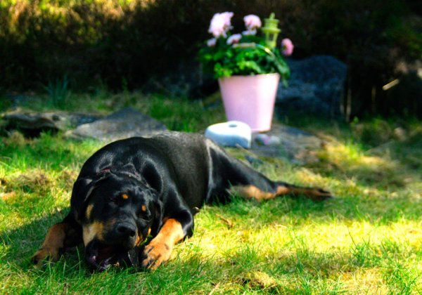 _IGP8207.jpg _IGP8207.jpg