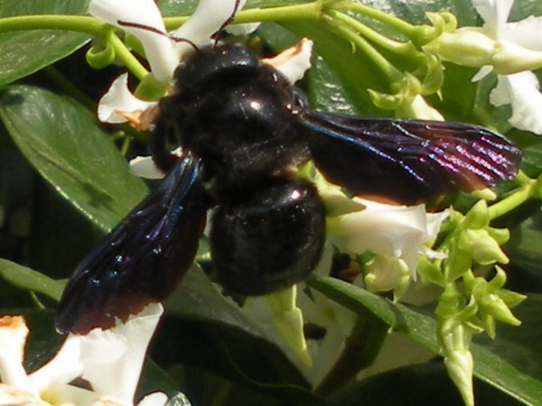 RSCN7682.JPG RSCN7682.JPG