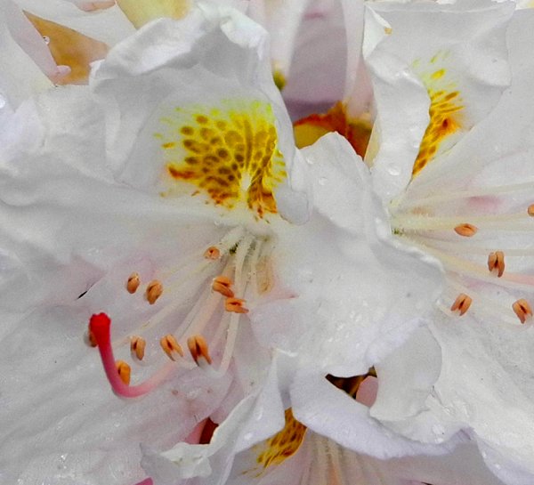 Rhododendron Kvibergs kyrkogård (2).jpg