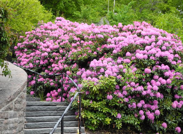 Rhododendron (3).jpg