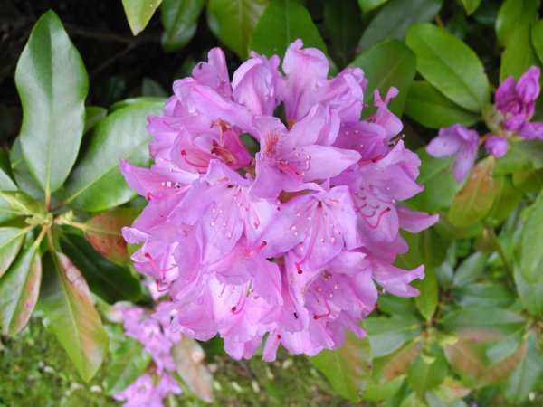 Rhododendron Kvibergs kyrkogård (5).jpg