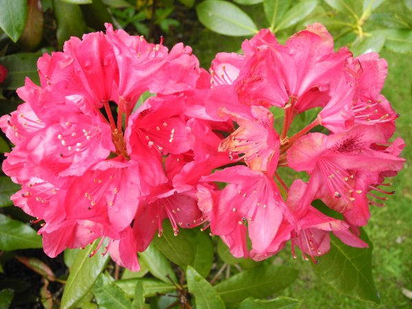 Rhododendron  (6).jpg