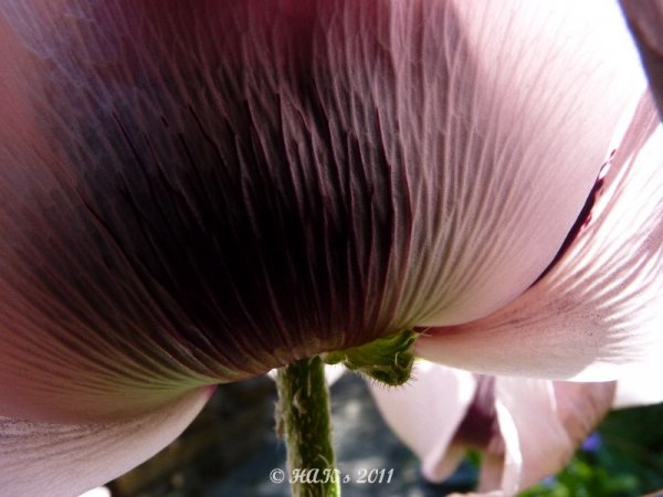 110425.JPG 110425.JPG