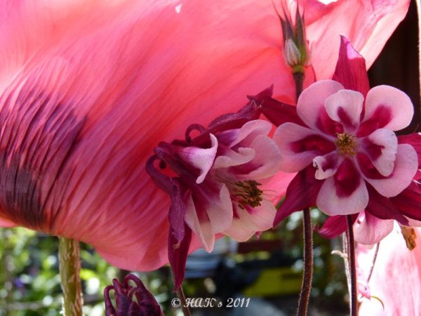 110420.JPG 110420.JPG