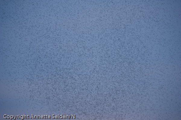 20110622.008-2.jpg 20110622.008-2.jpg