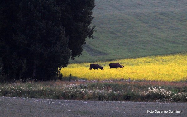 svin 057.JPG svin 057.JPG