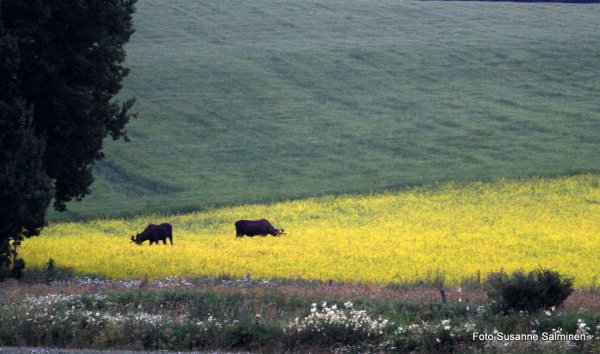 svin 067.JPG svin 067.JPG