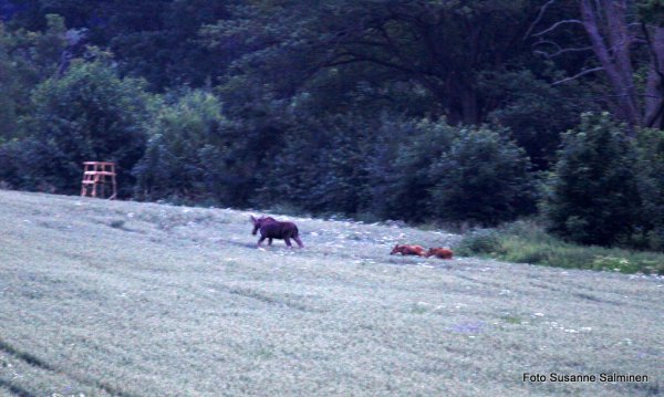 svin 069.JPG svin 069.JPG