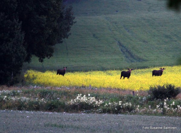 svin 074.JPG svin 074.JPG