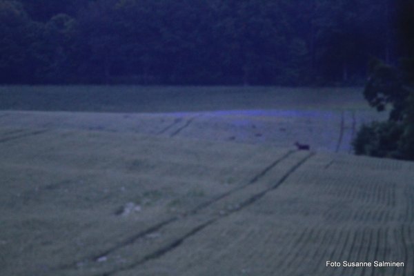 svin 103.JPG svin 103.JPG