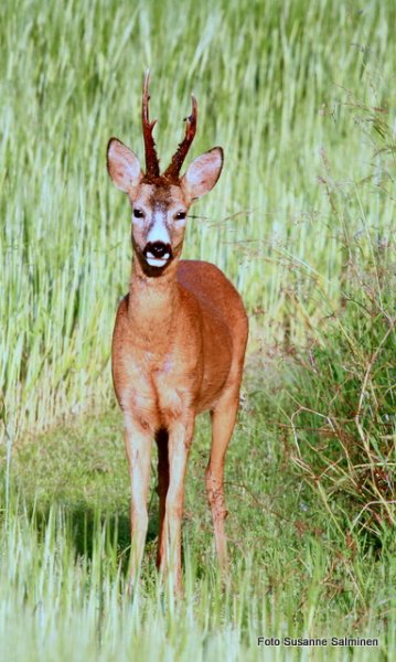 rådjur 053.JPG rådjur 053.JPG