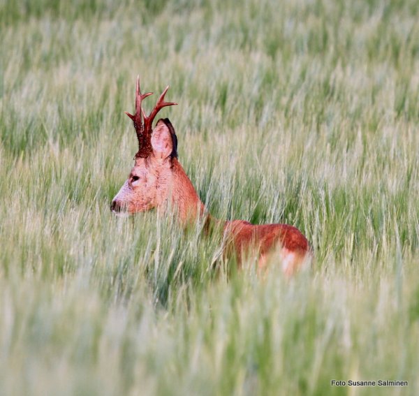 rådjur 056.JPG rådjur 056.JPG