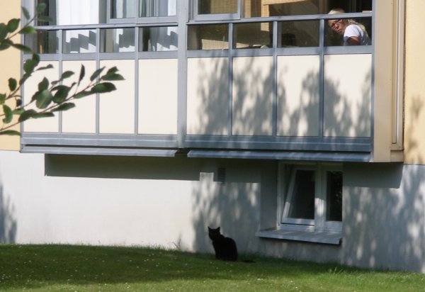 Katt på Bergsvägen hbk.jpg Katt på Bergsvägen hbk.jpg