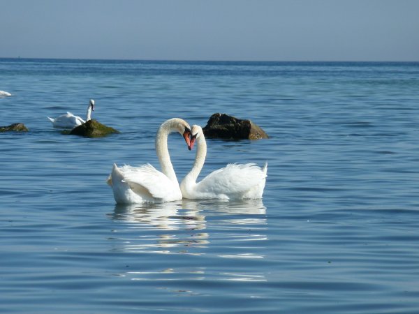 Svanar Treleborg 001.jpg