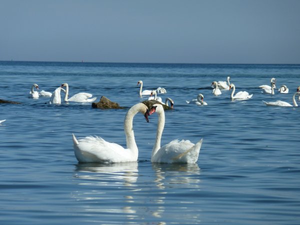 Svanar Treleborg 002.jpg