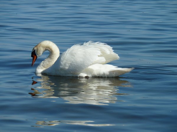 Svanar Treleborg 007.jpg