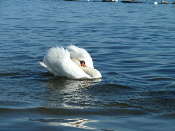 Svanar Treleborg 006.jpg