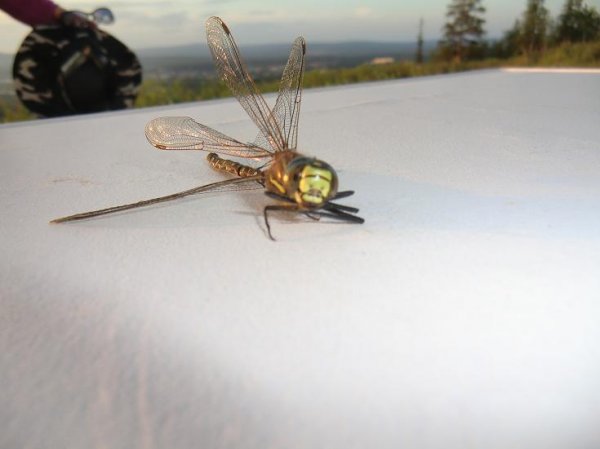 Kopia av juli 2011 171.jpg