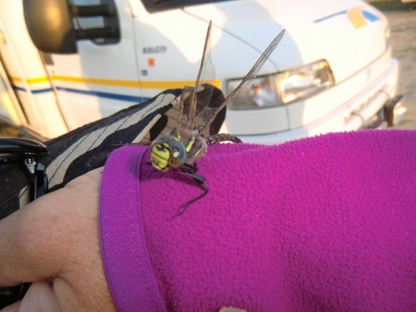 Kopia av juli 2011 170.jpg