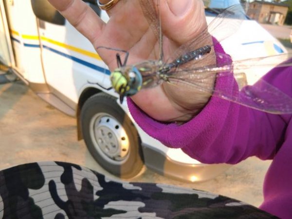 Kopia av juli 2011 168.jpg