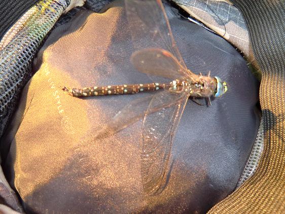 Kopia av juli 2011 172.jpg