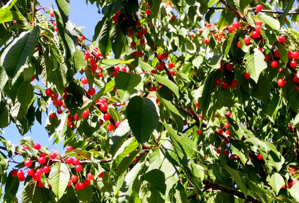 körsbär 2 hbk.jpg körsbär 2 hbk.jpg