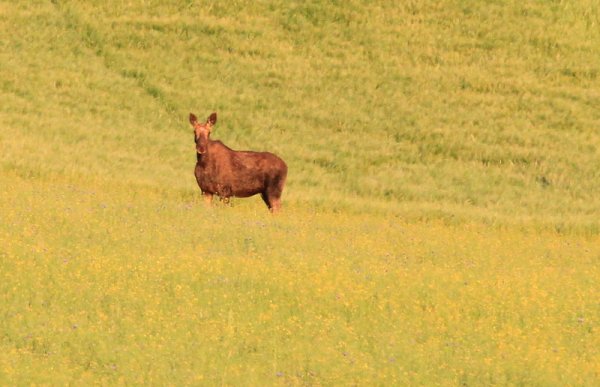 div 142.JPG div 142.JPG