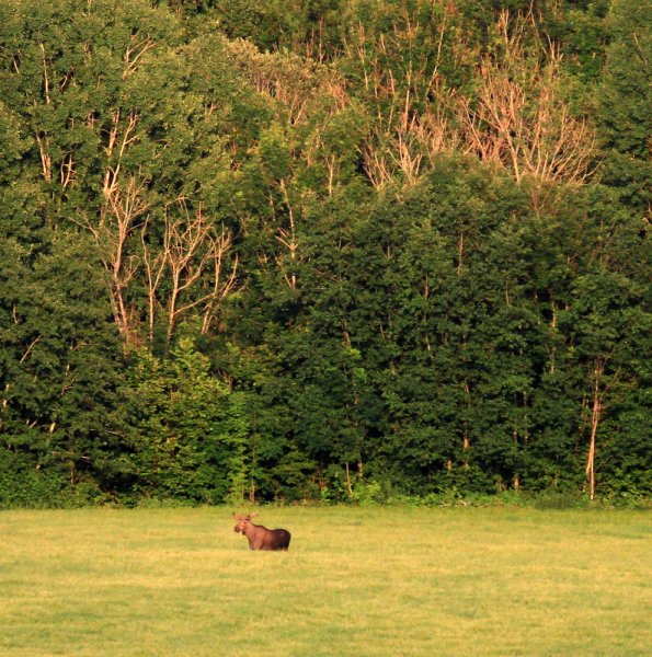 div 125.JPG div 125.JPG