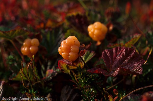 1996-09-Edit.jpg 1996-09-Edit.jpg