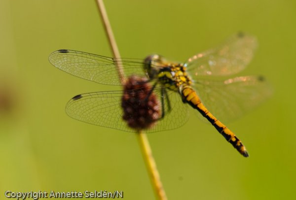 20110730.024.jpg 20110730.024.jpg