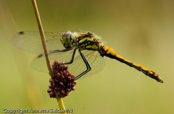 20110730.041.jpg 20110730.041.jpg