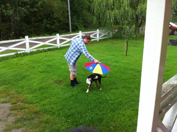 Jakthund i regn.JPG Jakthund i regn.JPG