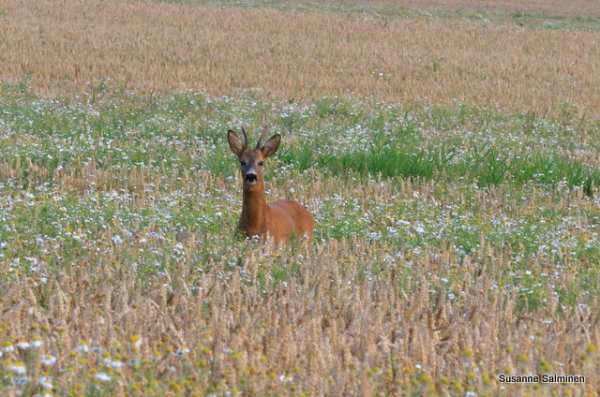 flyg in 009.JPG flyg in 009.JPG