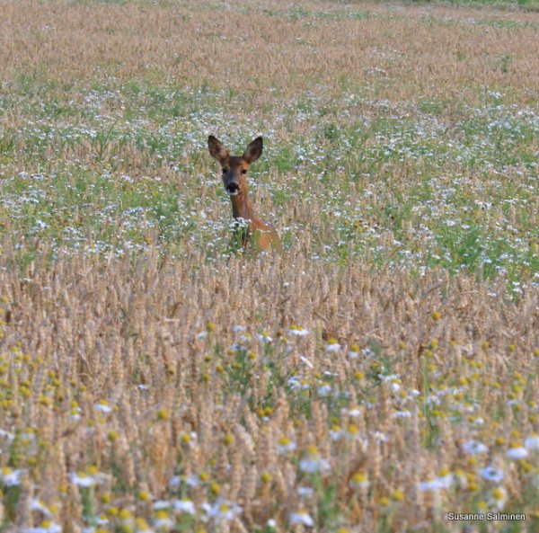 flyg in 010.JPG flyg in 010.JPG