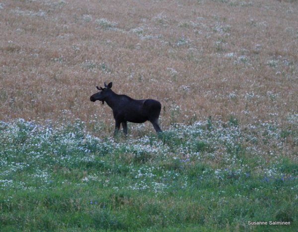 flyg in 014.JPG flyg in 014.JPG