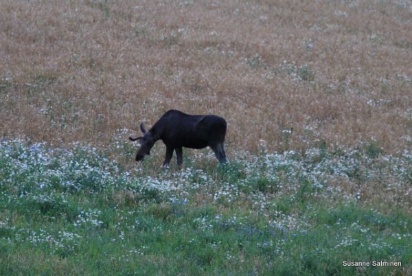 flyg in 015.JPG flyg in 015.JPG