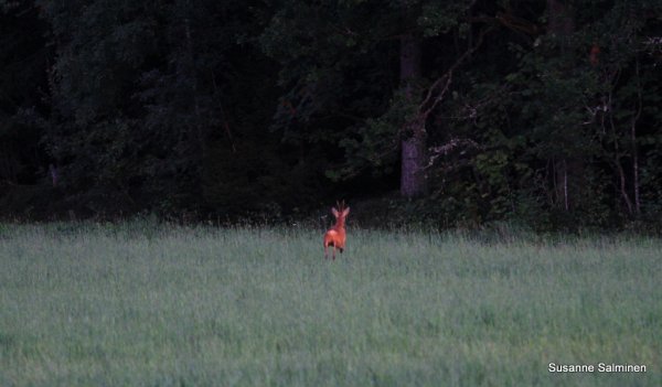 natur 061.JPG natur 061.JPG