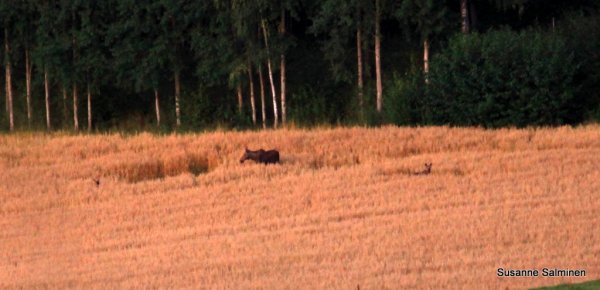 natur 070.JPG natur 070.JPG