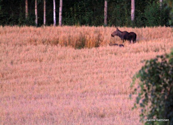 natur 088.JPG natur 088.JPG