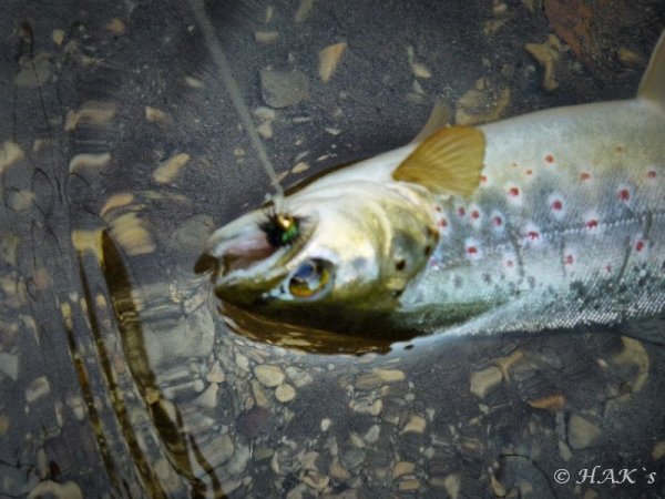 Foraell_2_11.jpg Foraell_2_11.jpg