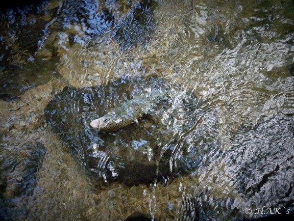 Regnbaoge_1_11.jpg Regnbaoge_1_11.jpg