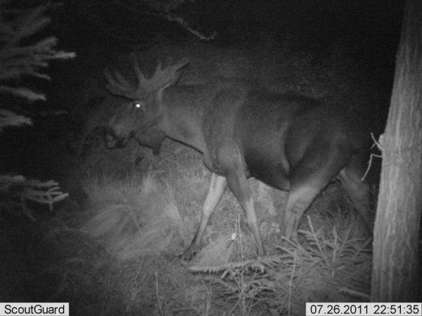 Älgtjur.jpg Älgtjur.jpg